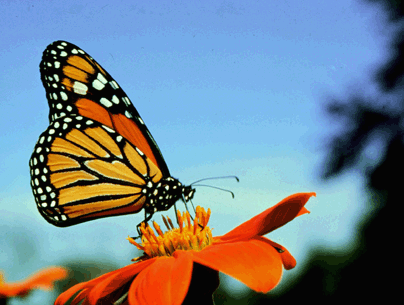 Photo Credit: Monarch Butterfly Website