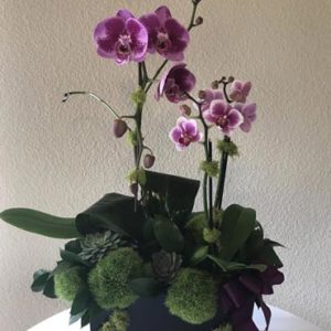 Orchids and Plants